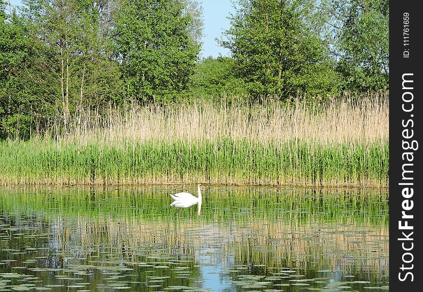 Chanel, Plants And White Swan , Lithuania