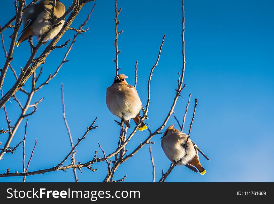 Waxwings On Winter Tree