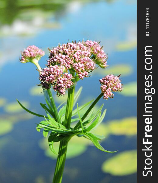 Beautiful pink valerian plant bloom in summer near lake. Beautiful pink valerian plant bloom in summer near lake