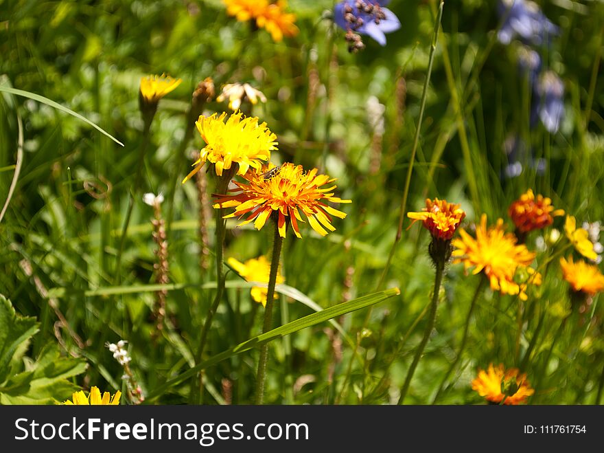 The beauty of the colors of the mountain flowers of the Belluno Dolomites in Italy. The beauty of the colors of the mountain flowers of the Belluno Dolomites in Italy