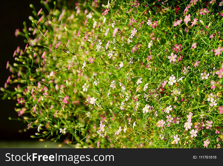 Gypsophila Paniculata Flower In Nature Garden