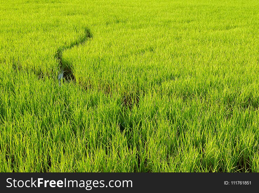 Fresh green rice tree in country Thailand