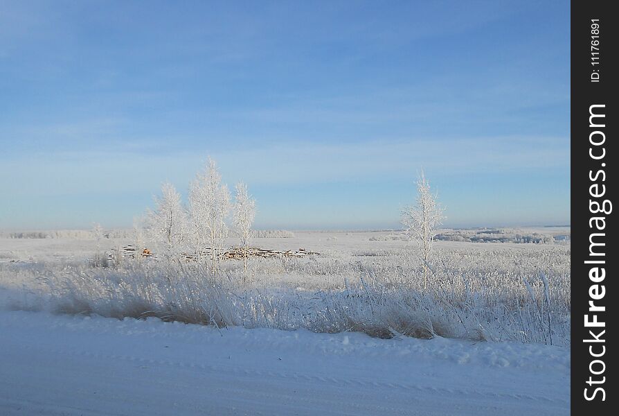 Frosty small birches in the field.