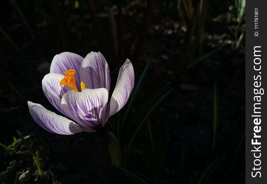 Crocus. Spring Crocus On Sunlight Art Light. Unique Color Of Spring Crocus Flower In Garden. No Post Process. Minzuhar