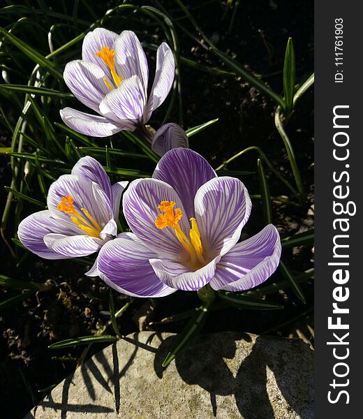 Crocus. Spring crocus on sunlight art light. Unique color of spring crocus flower in garden. No post process. Minzuhar.