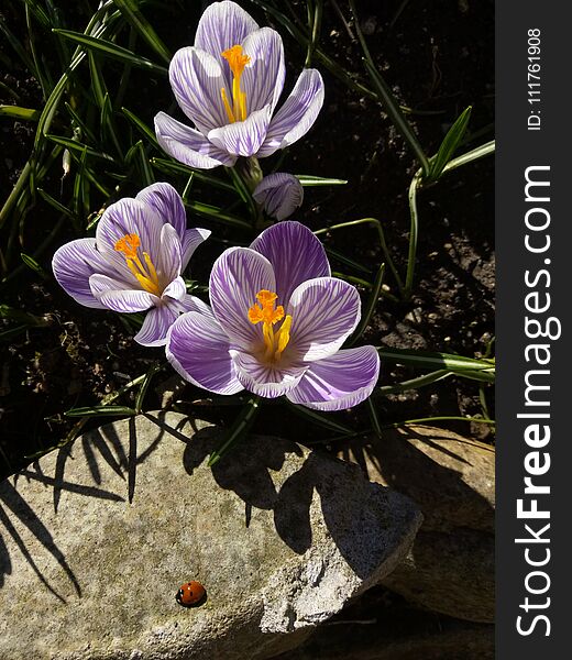 Crocus. Spring crocus with ladybug on sunlight art light. Unique color of spring crocus flower in garden. No post process. Minzuhar