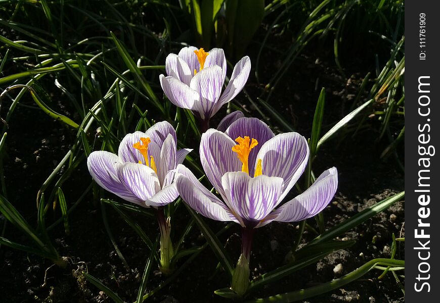 Crocus. Spring crocus on sunlight art light. Unique color of spring crocus flower in garden. No post process. Minzuhar