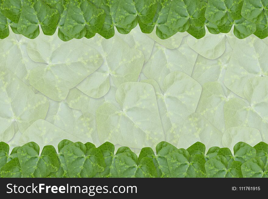 Fresh green ivy gourd leaves background