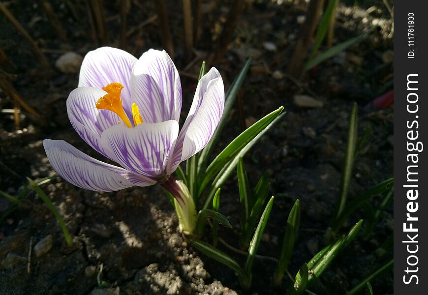 Crocus. Spring Crocus On Sunlight Art Light. Unique Color Of Spring Crocus Flower In Garden. No Post Process. Minzuhar