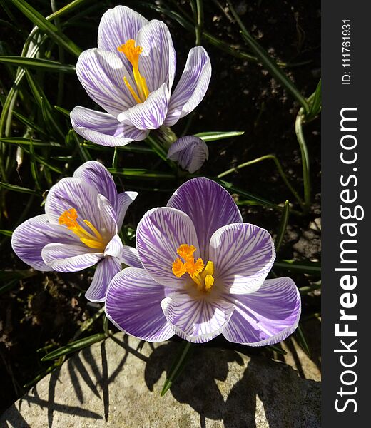 Crocus. Spring crocus on sunlight art light. Unique color of spring crocus flower in garden. No post process. Minzuhar.