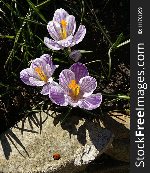 Crocus. Spring crocus with ladybug on sunlight art light. Unique color of spring crocus flower in garden. No post process
