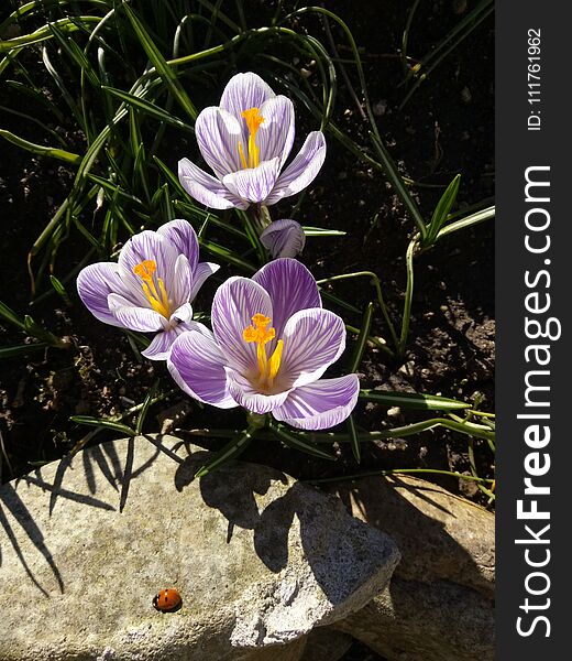 Crocus. Spring crocus with ladybug on sunlight art light. Unique color of spring crocus flower in garden. No post process