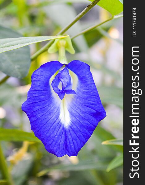 Blue Clitoria Ternatea Flower In Nature Garden