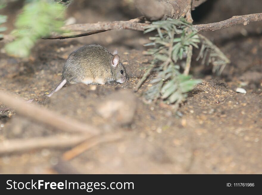 Eurasian harvest mouse in the soil.