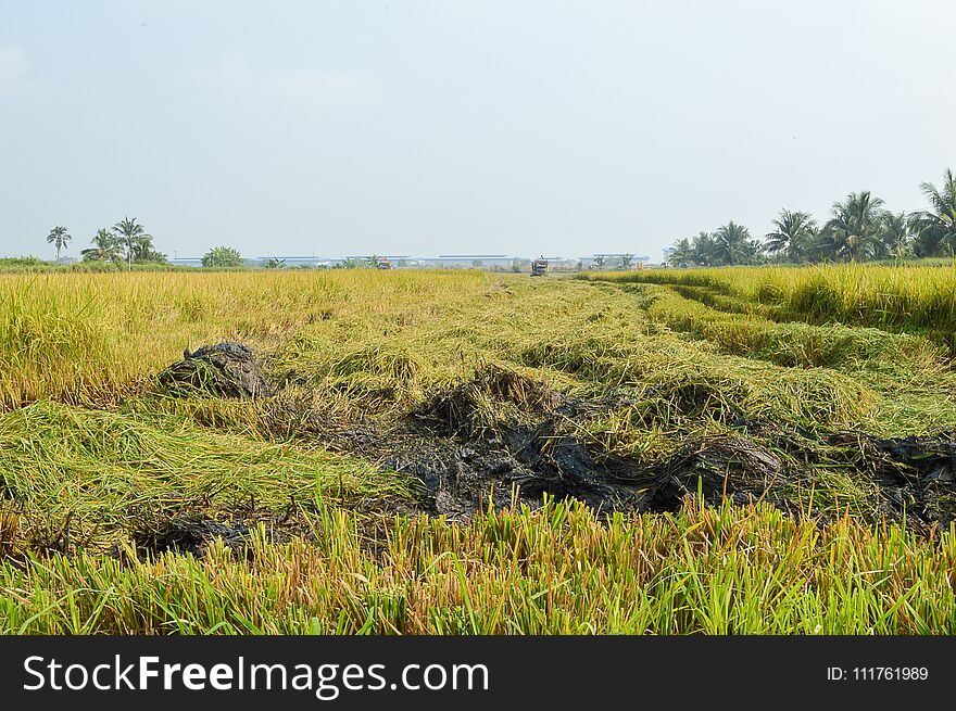 Rice Tree In Country Field Thailand