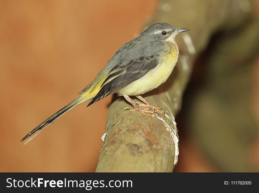 Grey wagtail sitting on the wood.