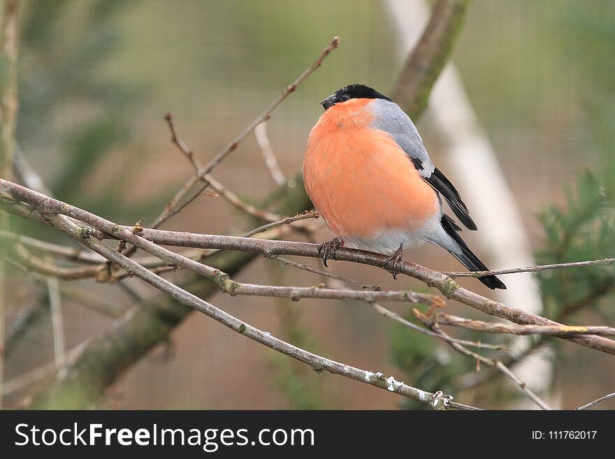 Eurasian bullfinch sitting on the branch.