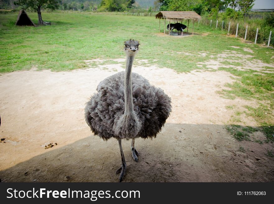 Ostrich, long-necked bird in Thailand.