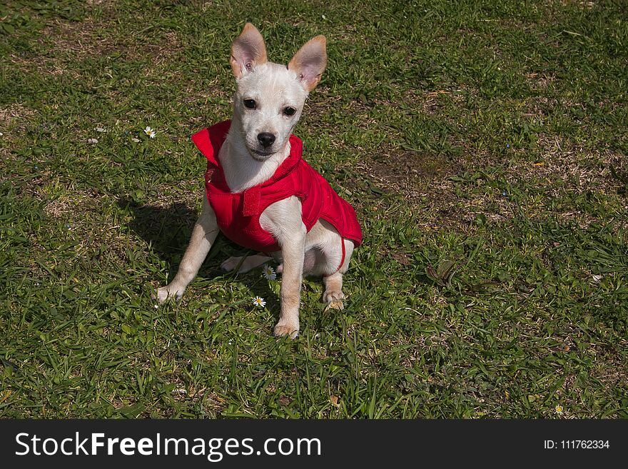 Portrait of baby pinscher chihuahua dog mix with coat in the garden