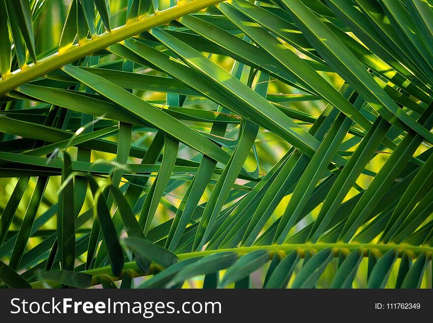 A tangle of palm fronds growing on a tree. Nice background of green and lines.