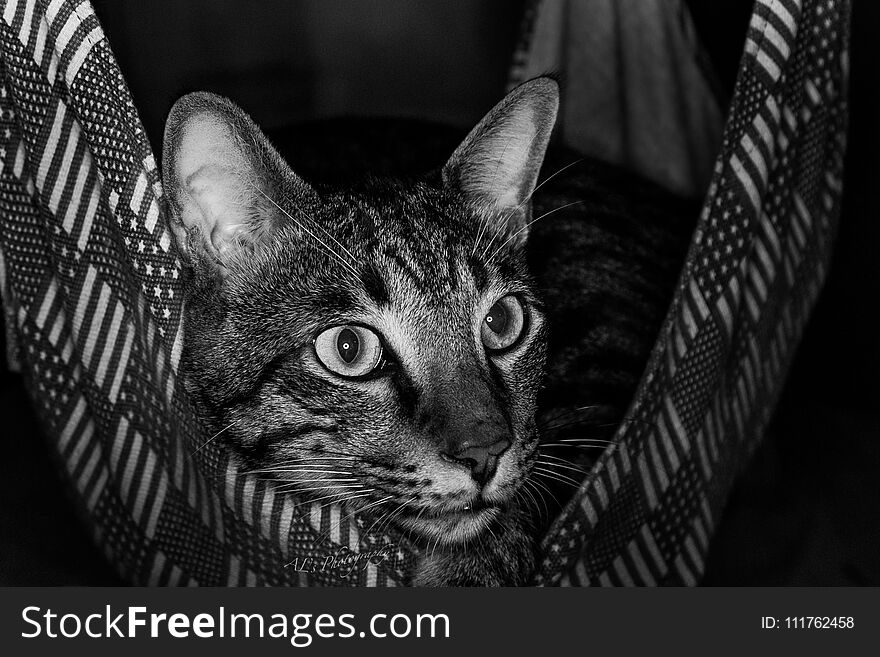 Cat in a hammock looking out