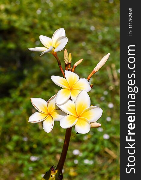 White Plumeria Flower In Nature Garden