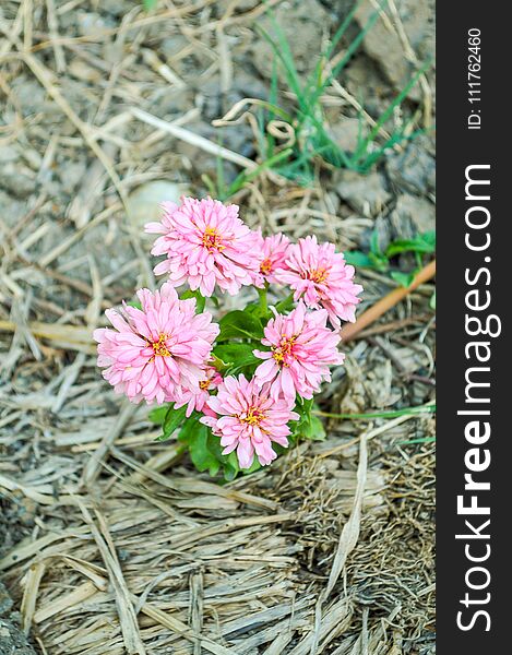 Close up pink zinnia elegans flower in nature garden