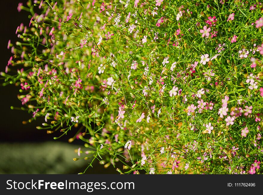 Beautiful gypsophila paniculata flower in nature garden