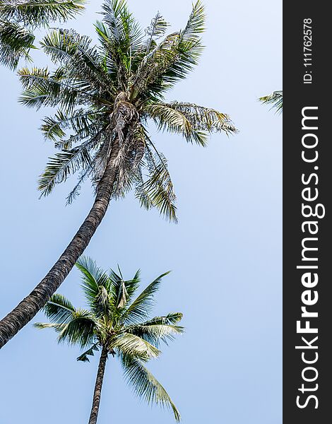 Two coconut palm trees against bright blue sky. Travel, vacation concept. Text space