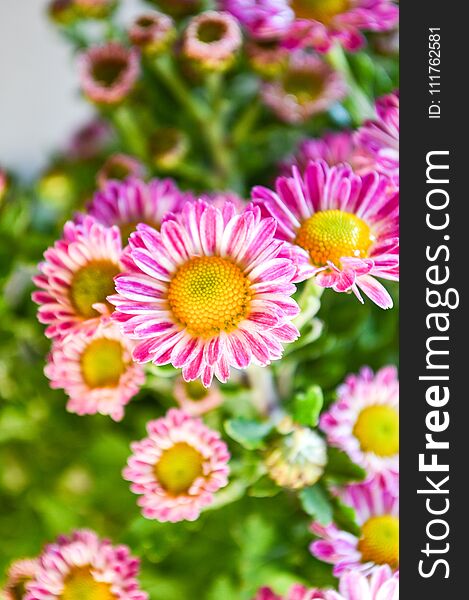 Pink Dendranthemum Grandifflora Flower In Nature Garden