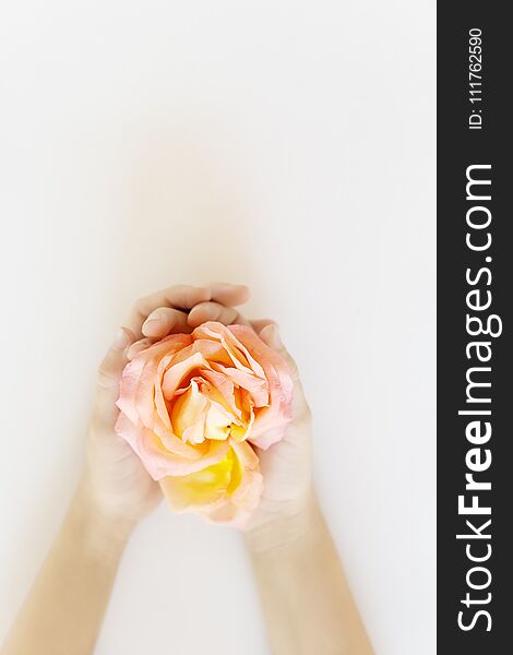 Top view child hands holding blooming tea rose with pink and yellow petals. Womans day, mothers day concept