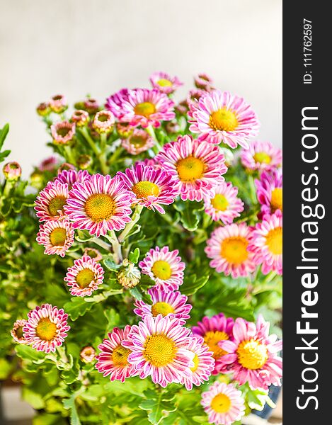 Beautiful pink dendranthemum grandifflora flower in nature garden