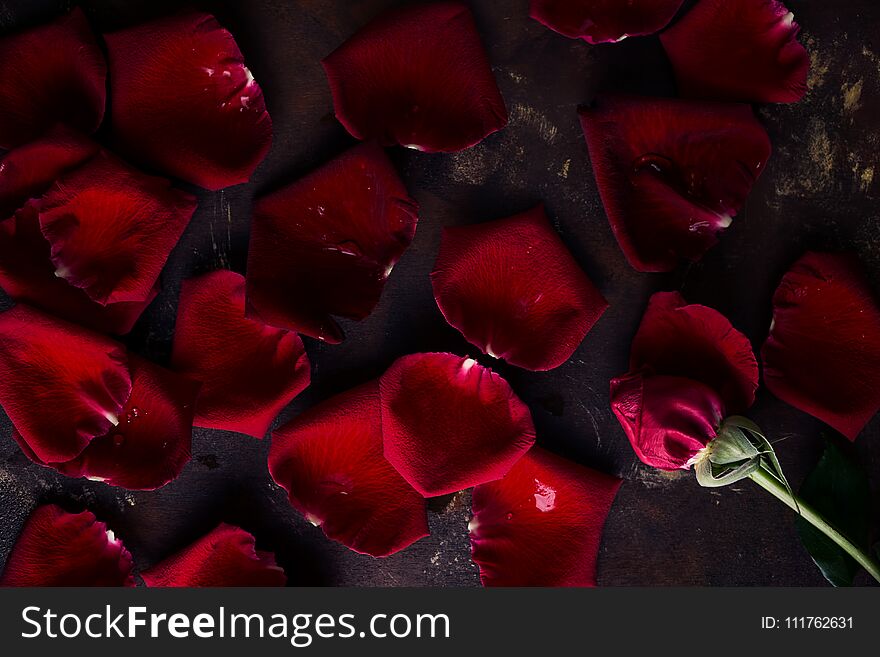 Top view flat lay red rose petals on dark background. Romance, passion concept. Valentines day. Text space