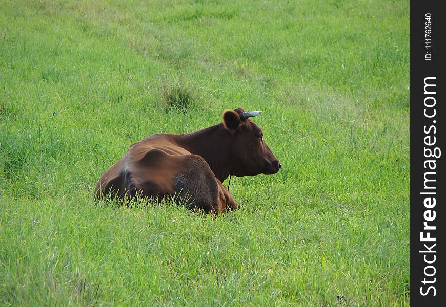A lone cow grazing in a summer meadow