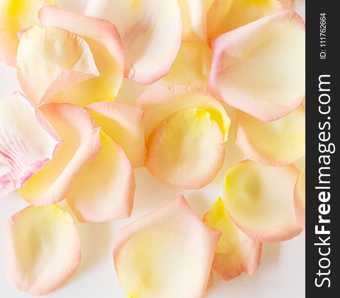 Top view flat lay Yellow and pink tea rose petals on white background. Love, romance, valentines day concept