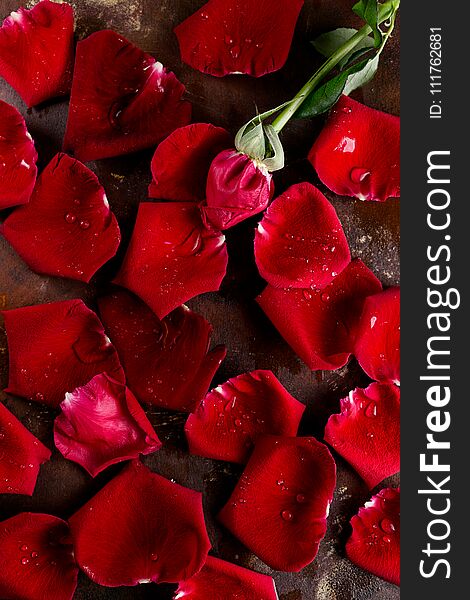 Top view flat lay red rose petals on dark background. Romance, passion concept. Valentines day. Text space