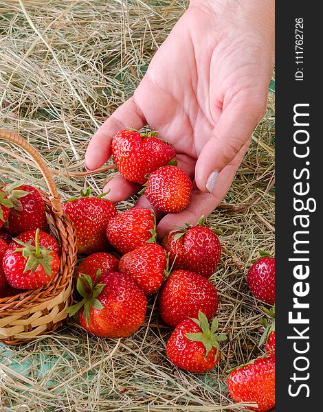 Humans hand pours a ripe red strawberry into a basket, standing