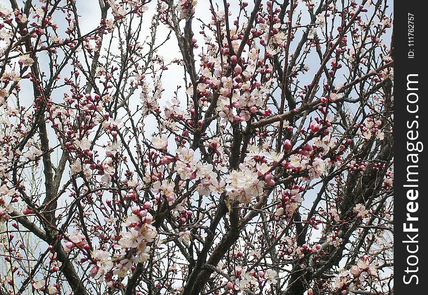 Flowering apricot tree, pinkn flowers.nApricot trees of Central Asia. White flowers.Against the sky with clouds. Flowering apricot tree, pinkn flowers.nApricot trees of Central Asia. White flowers.Against the sky with clouds.