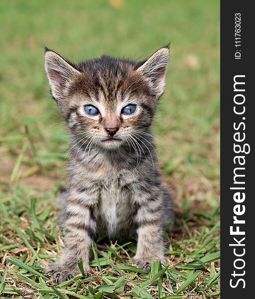 Cute little kitten posing for a portrait on the grass. Cute little kitten posing for a portrait on the grass