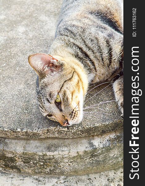 Tabby cat on cement floor