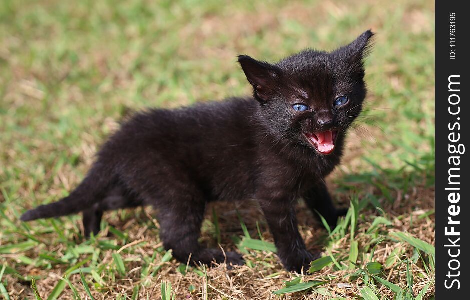 Little black kitten walking in grass and meowing. Little black kitten walking in grass and meowing