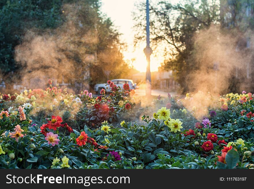 Beautiful colorful flowers growing on city flowerbed. Beautiful colorful flowers growing on city flowerbed