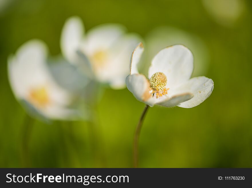 Beautiful white flowers