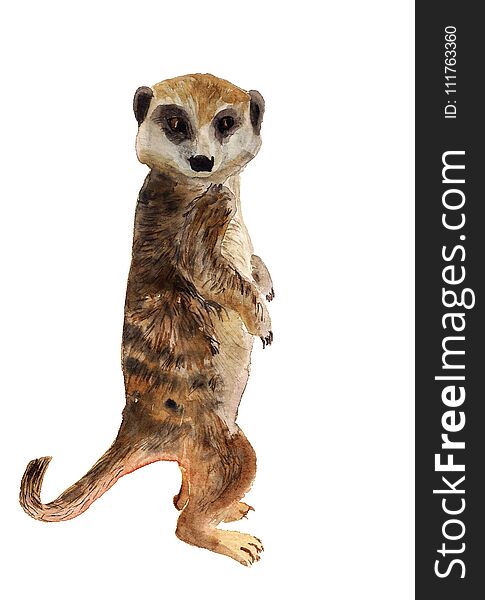 Watercolor Smart Meerkat