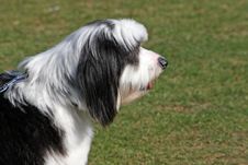 Tibetan Terrier In Profile Royalty Free Stock Photography Tibetan Terrier In Profile Royalty Free Stock Photography