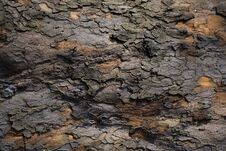 Bark Of Chestnut Tree Texture Stock Image
