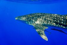 Whale Shark Red Sea Royalty Free Stock Image Whale Shark Red Sea Royalty Free Stock Image