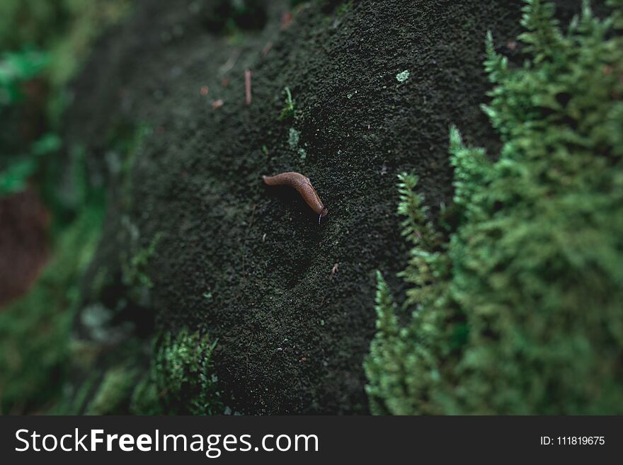 Green moss covered sandstone rock and snail on it, nature background texture