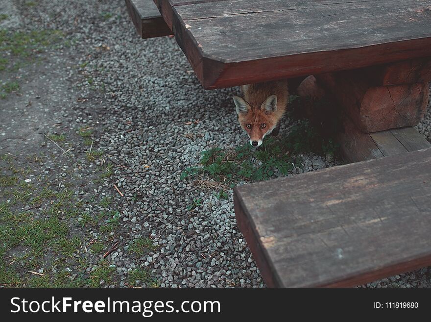 Wild red fox is lurking under the table