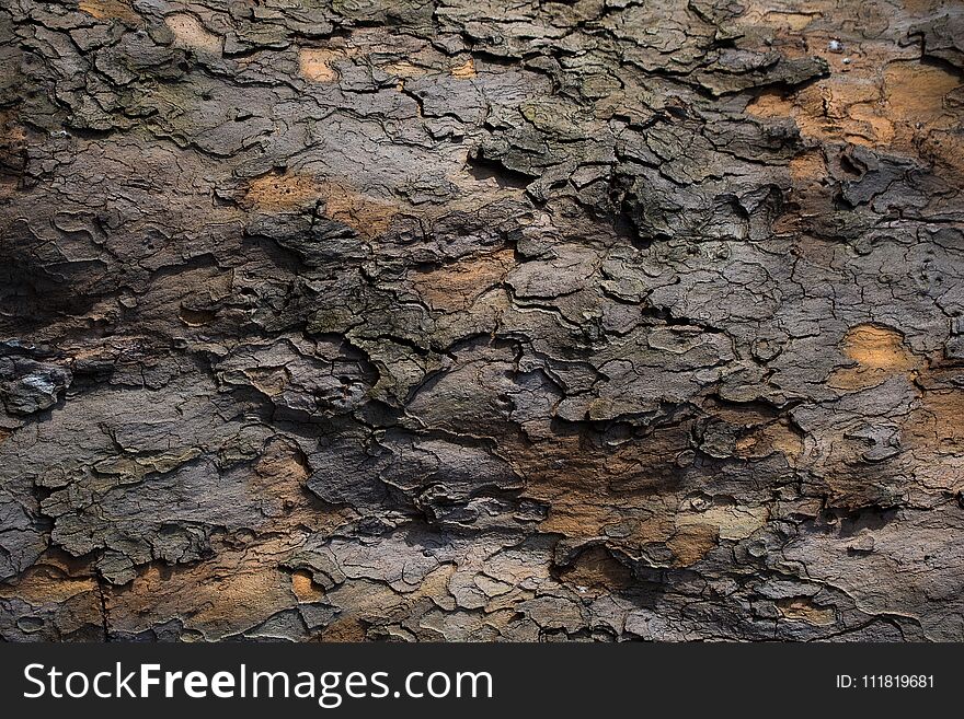 Bark Of Chestnut Tree Texture